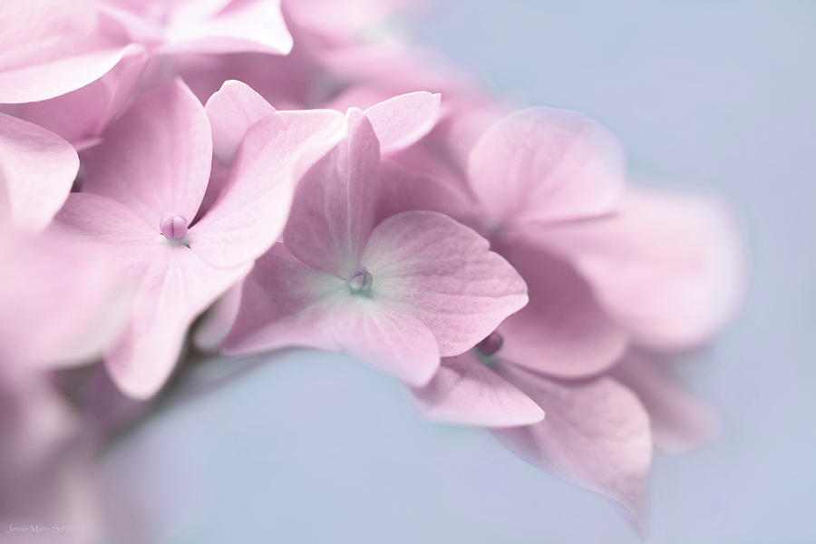 Spring Photograph - Pink Hydrangea Flower Macro by Jennie Marie Schell