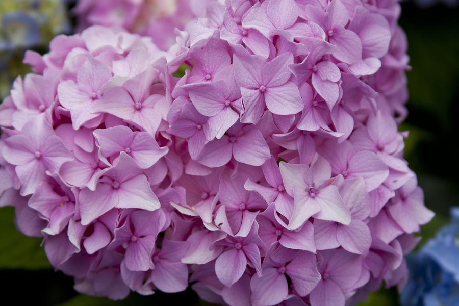 Pink Hydrangea Photograph by Jean Macaluso
