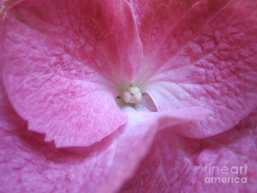 Pink Hydrangea Macro Photograph by Tara  Shalton
