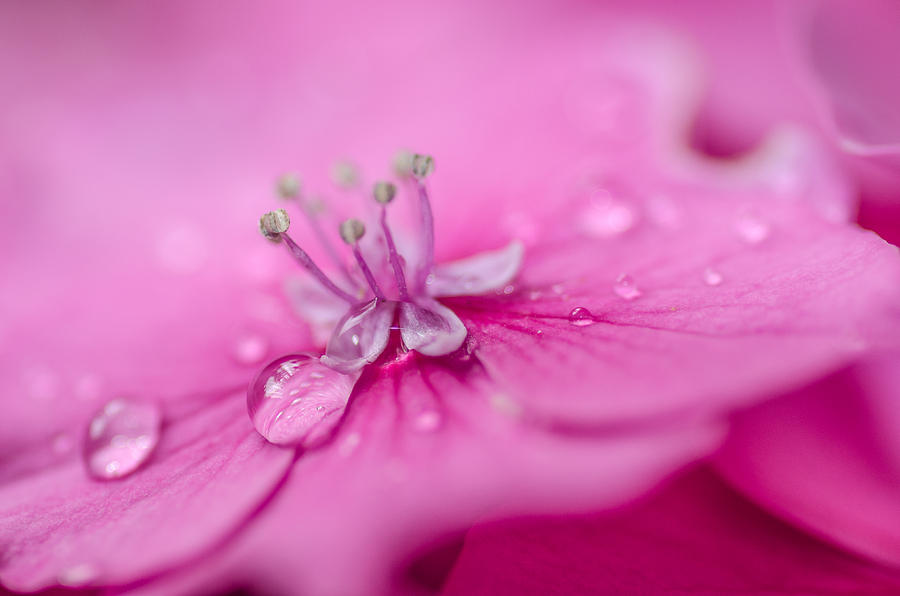 Flowers Still Life Photograph - Pink Hydrangea by Martina Fagan