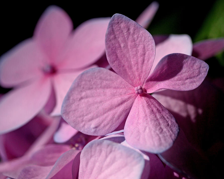 Hydrangeas Photograph - Pink Hydrangea by Rona Black