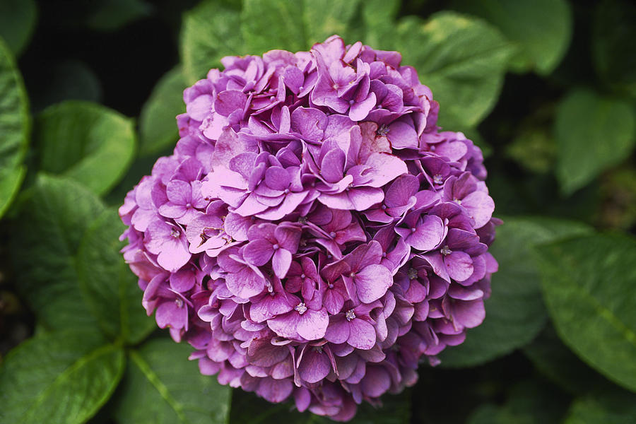 Pink Hydrangea Photograph by Sally Weigand - Fine Art America