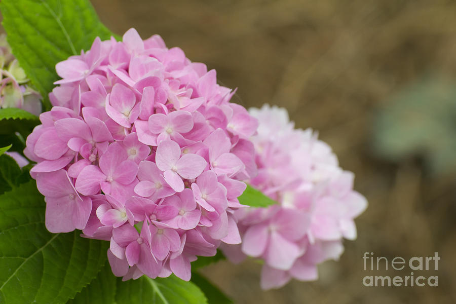 Pink Hydrangea Photograph by Ules Barnwell