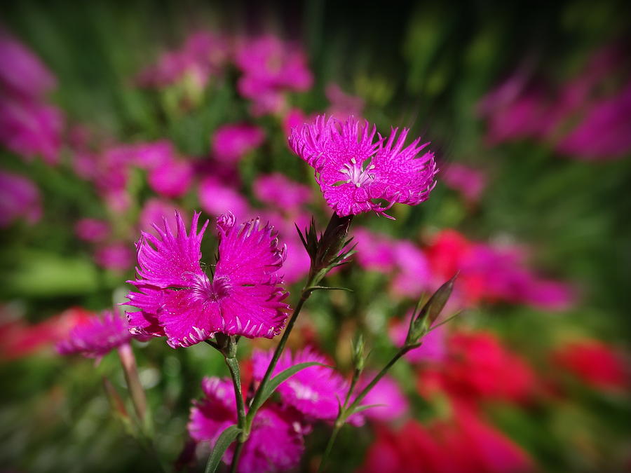 Pink I Am Photograph By Ines Ganteaume 