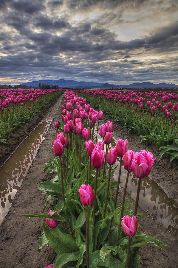 Tulip Photograph - Pink Impression by Mark Kiver