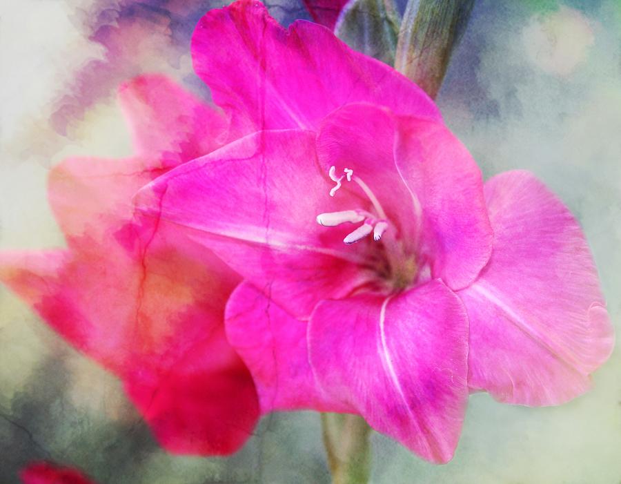 Flower Photograph - Pink in the Clouds by Cathie Tyler
