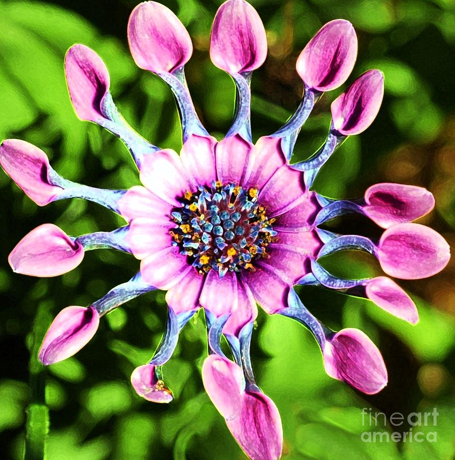 Pink Indian Painted Daisy Photograph