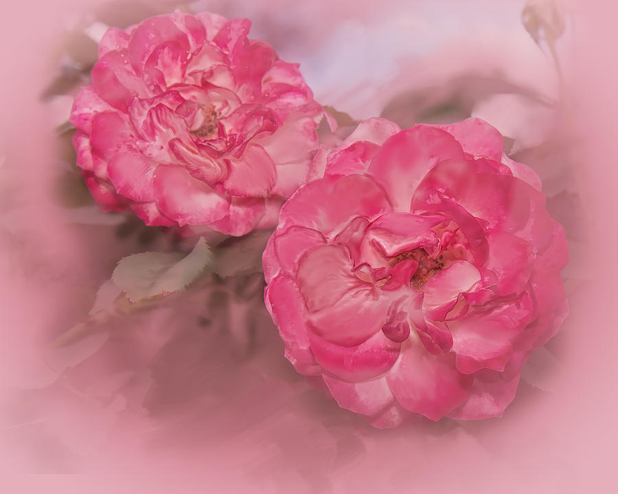 Pink Innocent Roses Digital Art by Mary Almond