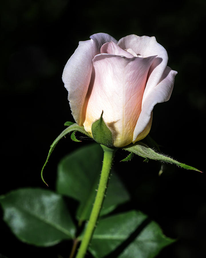 Rose Photograph - Pink Intentions by Camille Lopez