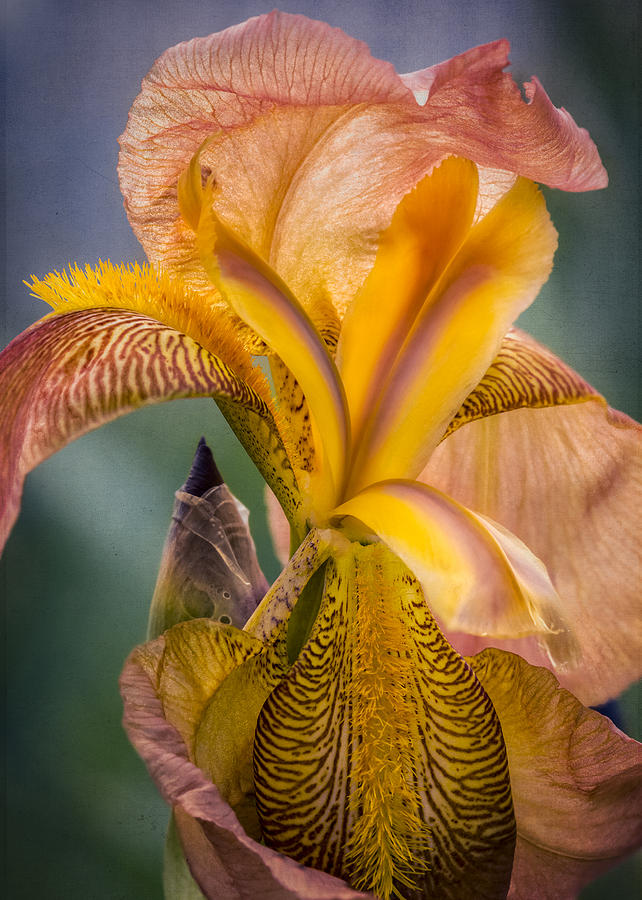Spring Photograph - Pink Iris by Eduard Moldoveanu