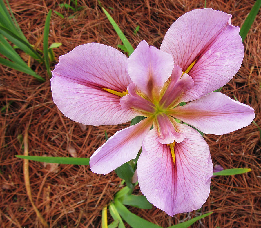 Pink Iris Flower Photograph by Tom Hefko