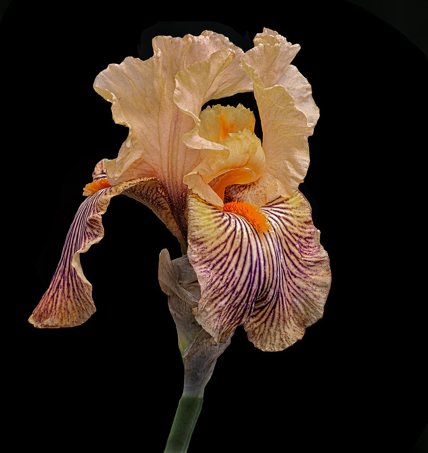 Garden Iris #1 Photograph by Floyd Hopper