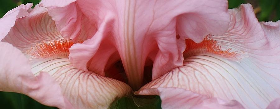 Iris Photograph - Pink Iris Macro  by Bruce Bley