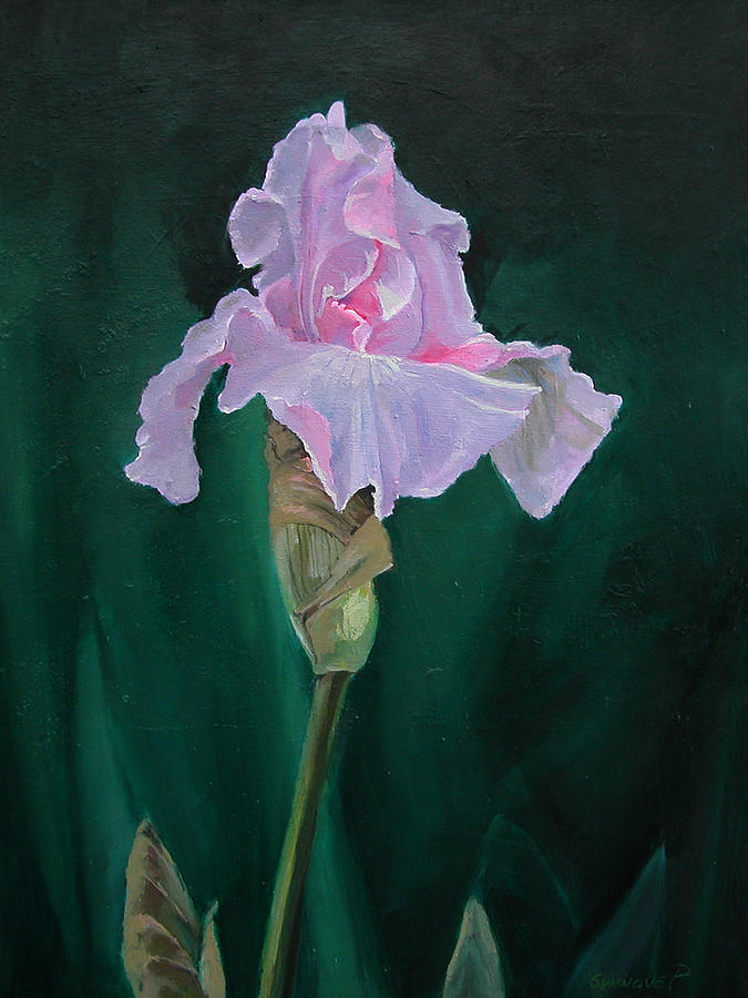 Pink Iris Painting by Synnove Pettersen