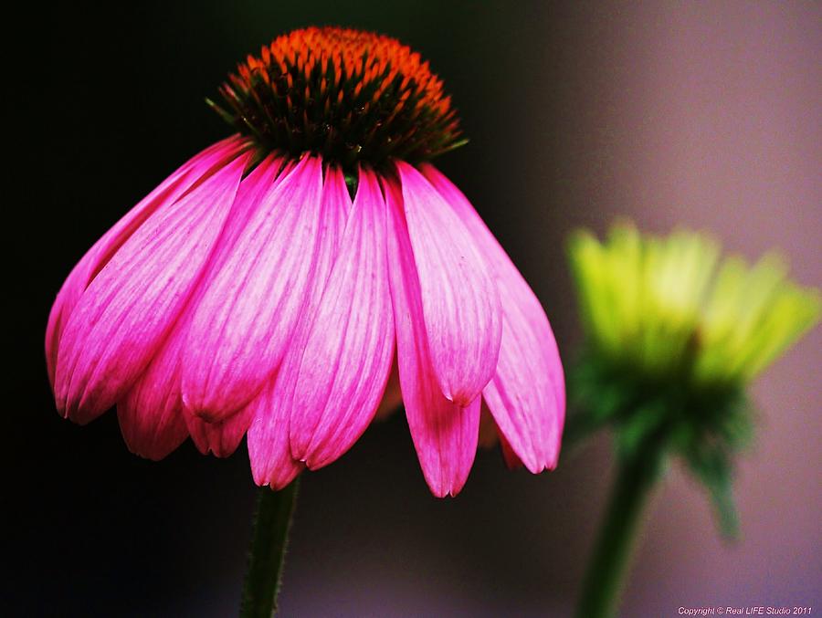 Flower Photograph - Pink is a Colour... by Al Fritz