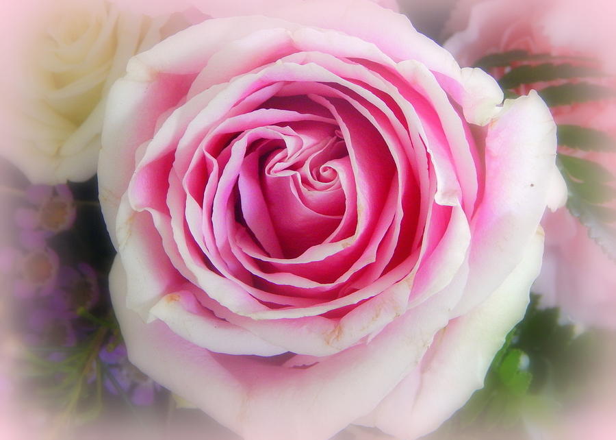 Rose Photograph - Pink is for Girls by Karen Cook
