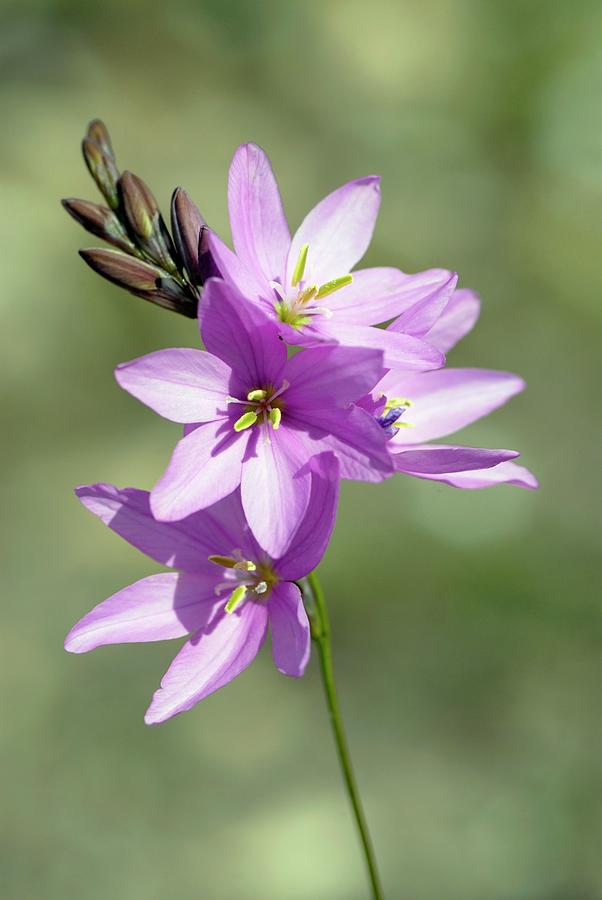 Flower Photograph - Pink Ixia Flowers (ixia Micrandra) by Peter Chadwick/science Photo Library