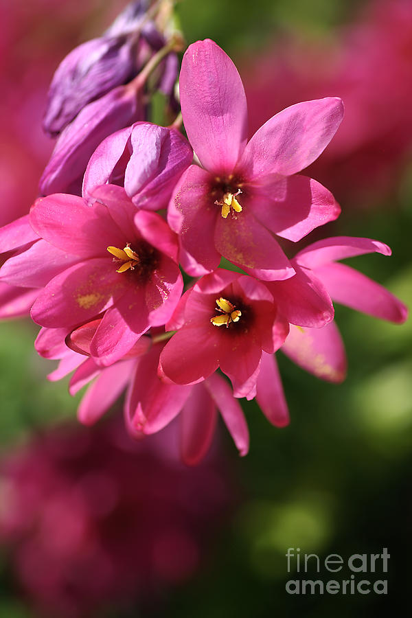 Lily Photograph - Pink Ixia by Joy Watson