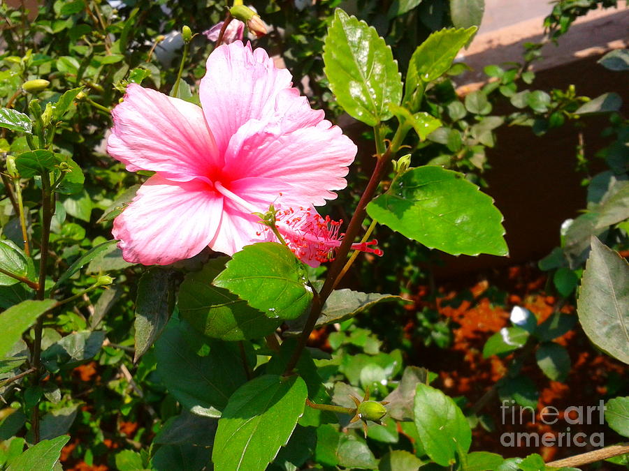 Pink Java Flower Photograph by Pixel Artist - Fine Art America