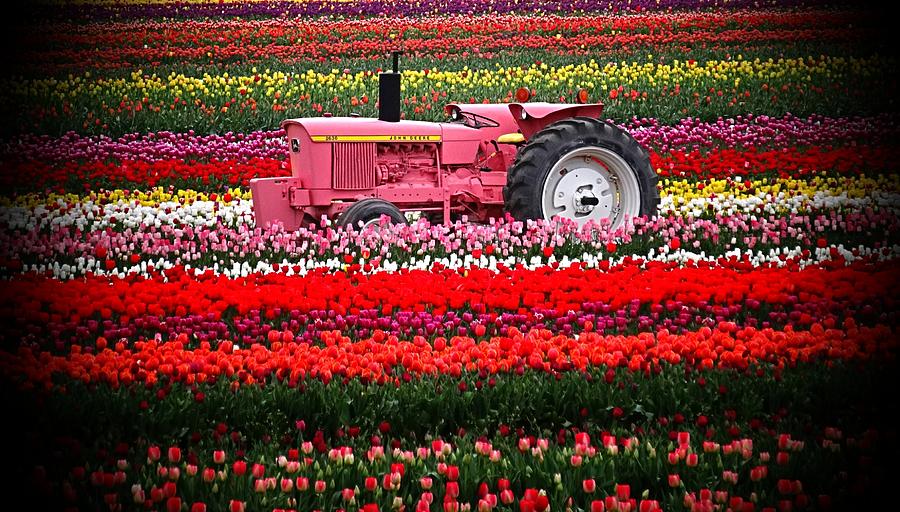 Pink John Deere and Tulips Photograph by Nick Kloepping