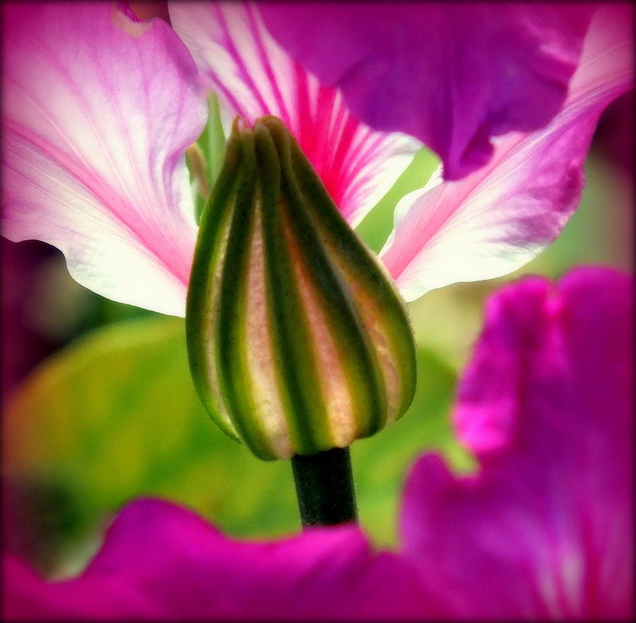 Spring Photograph - Pink by Karen Wiles