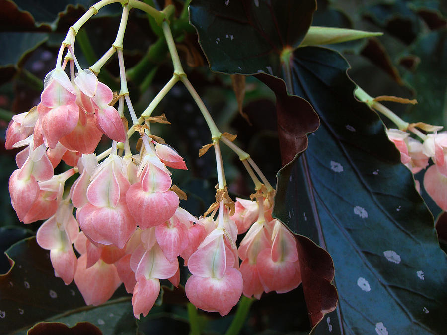 Pink Photograph by Kim DePietro