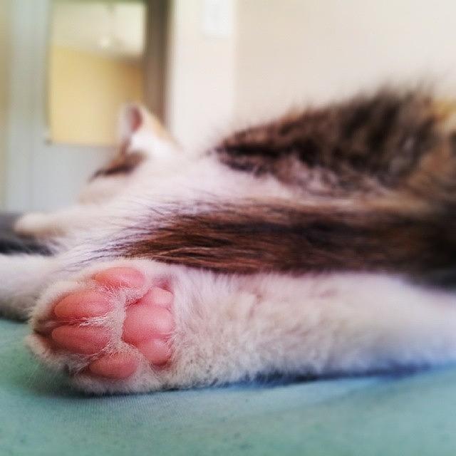 Pink Kitten Paws #kittynamedpixel Photograph by Robyn Addinall