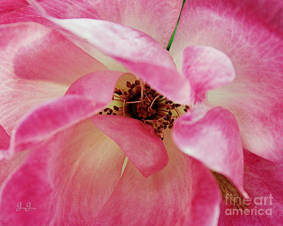 Pink Knock Out Photograph by Geri Glavis