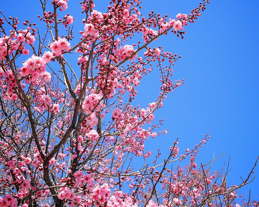 Tree Photograph - Pink Kwanzan Cherry Tree by Michele Stoehr