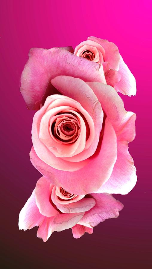 Flower Photograph - Pink Ladies by Mike Breau