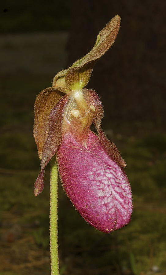 Pink Ladies Slipper Orchid by Greg Vizzi Pink Ladies Slipper Orchid by Greg Vizzi