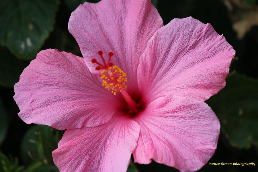 Pink Lady Photograph by Nance Larson - Fine Art America