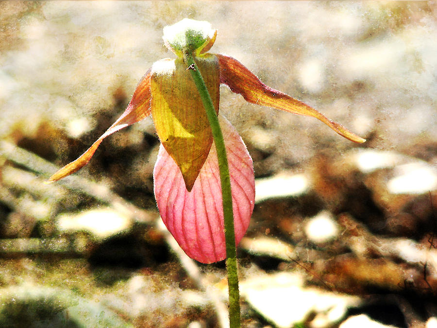 Pink Lady Slipper - Textured Photograph by Marie Jamieson