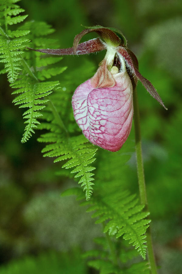 Pink Lady Slipper Photograph by Dale Kincaid