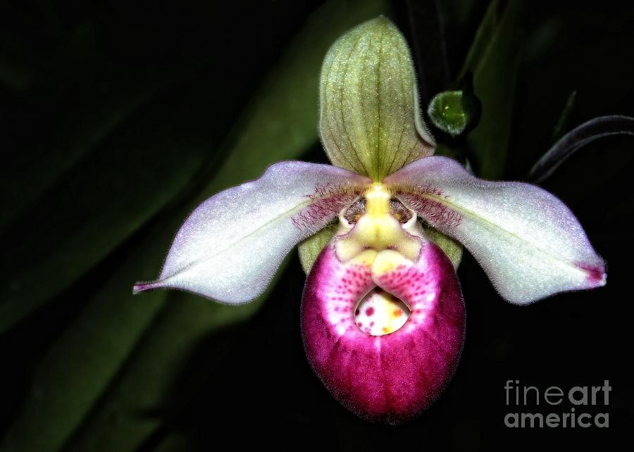 Pink Lady Slipper Orchid Photograph by Sharon Woerner