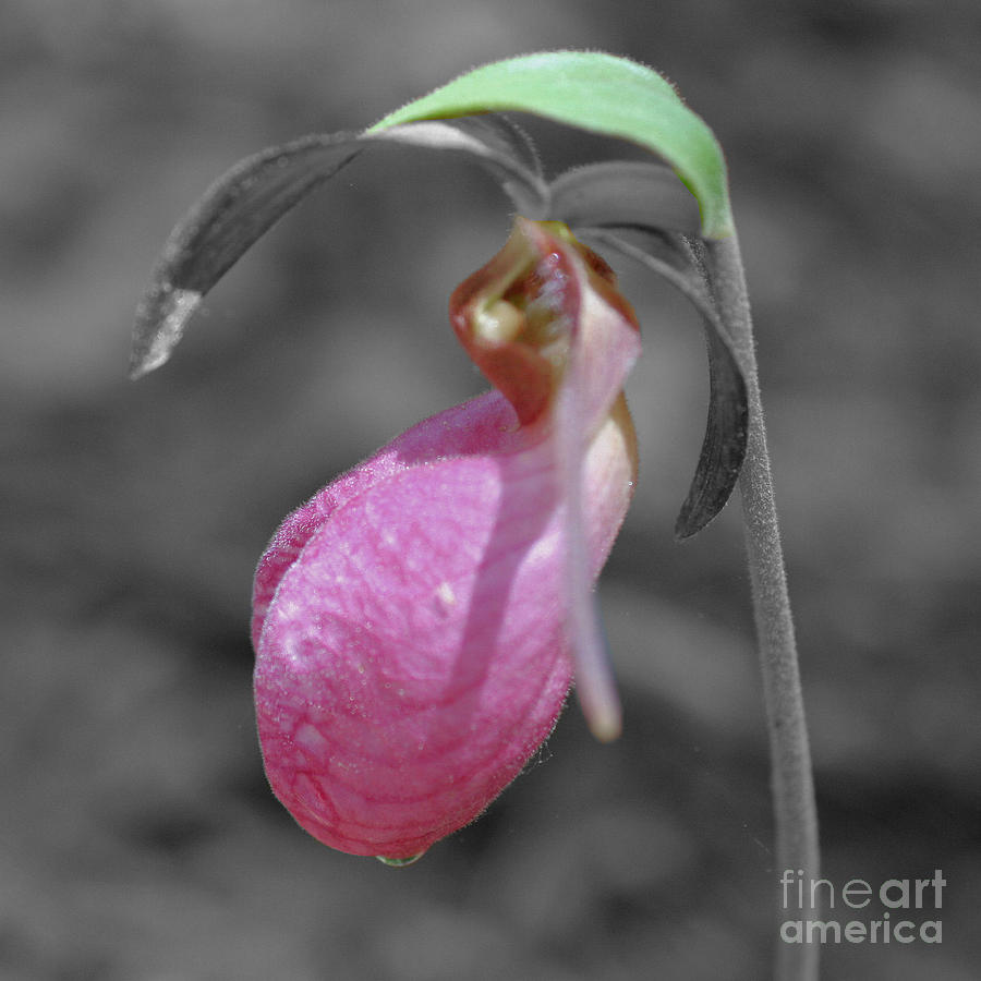 Pink Lady Slipper Partial Color Photograph by Smilin Eyes Treasures