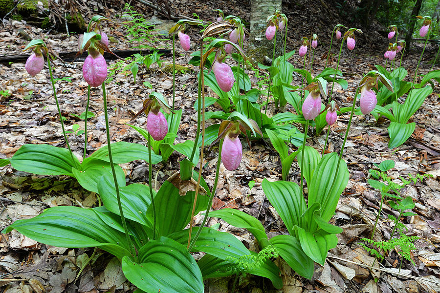 Pink Lady Slippers Photograph by Alan Lenk