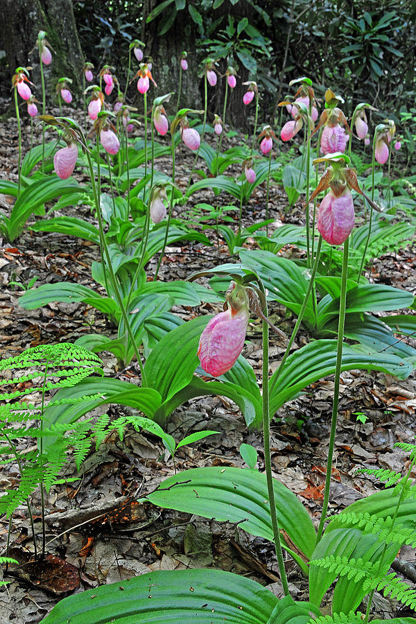 Pink Lady Slippers Galore  Photograph by Alan Lenk