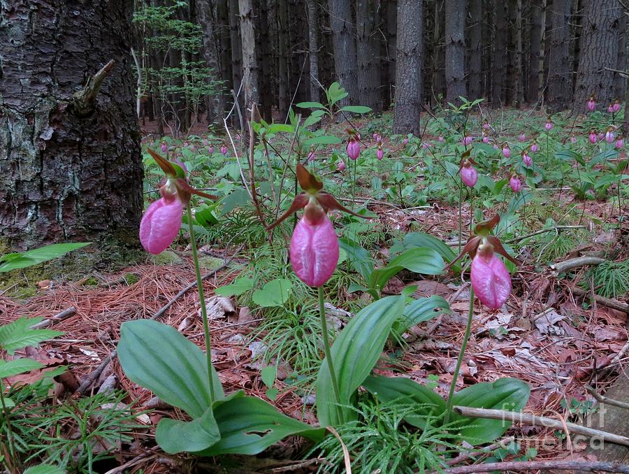 Pink Lady Slippers Photograph by Jonathan Welch