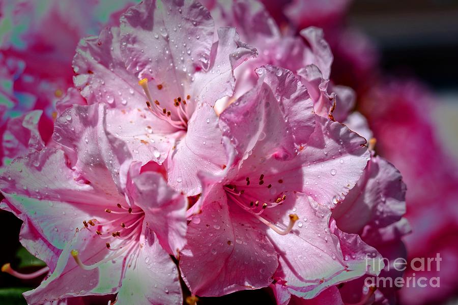 Flower Photograph - Pink Lady2 by Willinda Swart