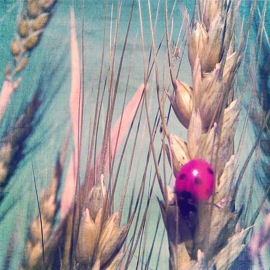 Pink Ladybug Photograph