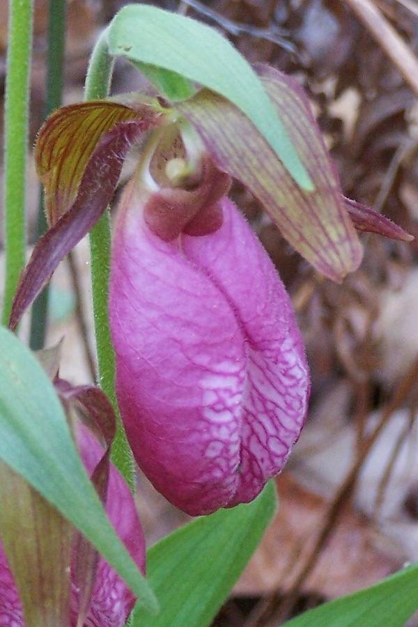 Pink Ladys Slipper Photograph by Kathleen Luther