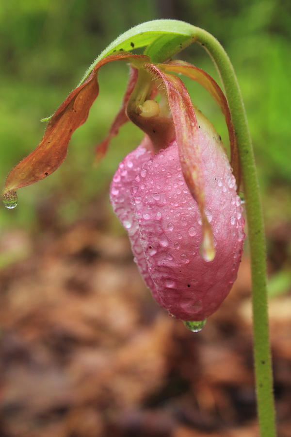 Pink Ladys Slipper Wildflower in Rain Photograph by John Burk