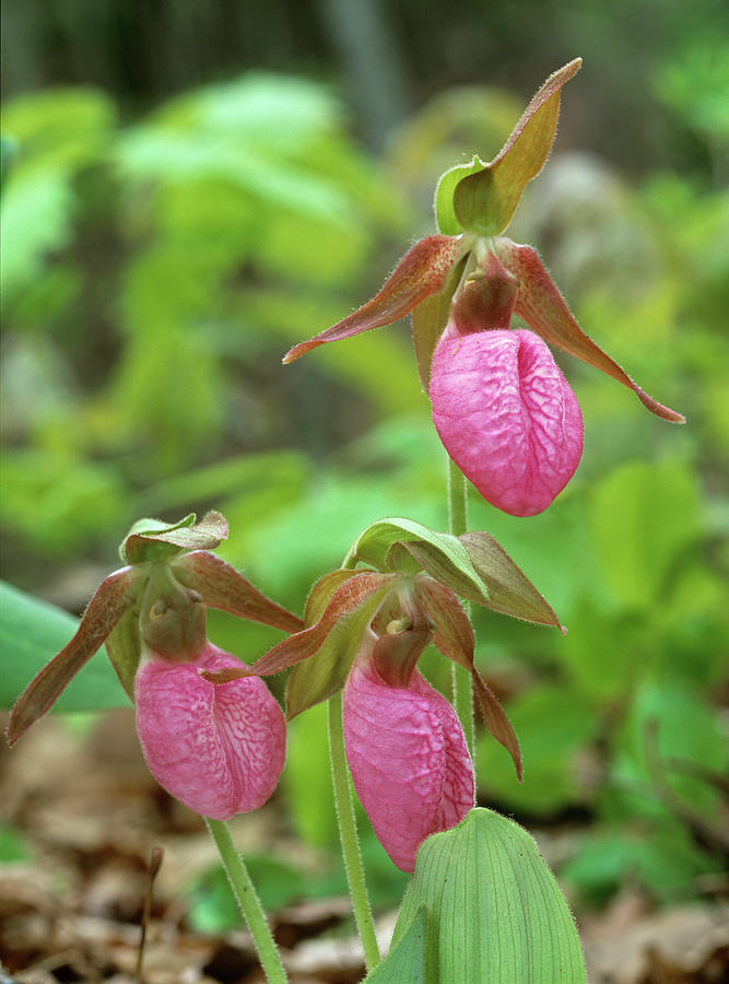 Pink Lady's Slippers, Usa (large Format Photograph by Tim Fitzharris