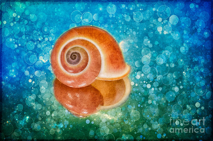 Pink Land Snail Shell And Texture Photograph by Mimi Ditchie