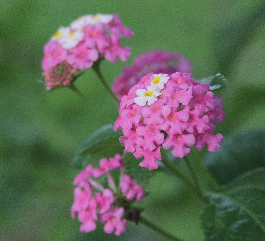 Flower Photograph - Pink Lantana 2 by Cathy Lindsey