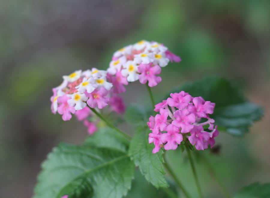 Flower Photograph - Pink Lantana by Cathy Lindsey