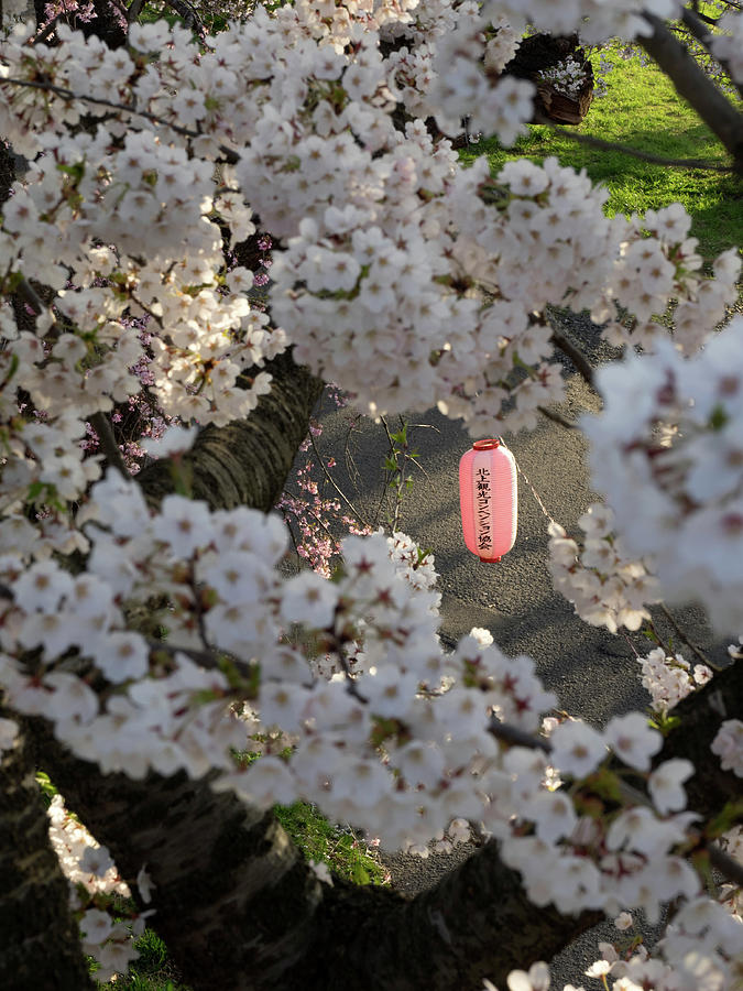 Pink Lantern Seen Through Cherry Photograph by Panoramic Images