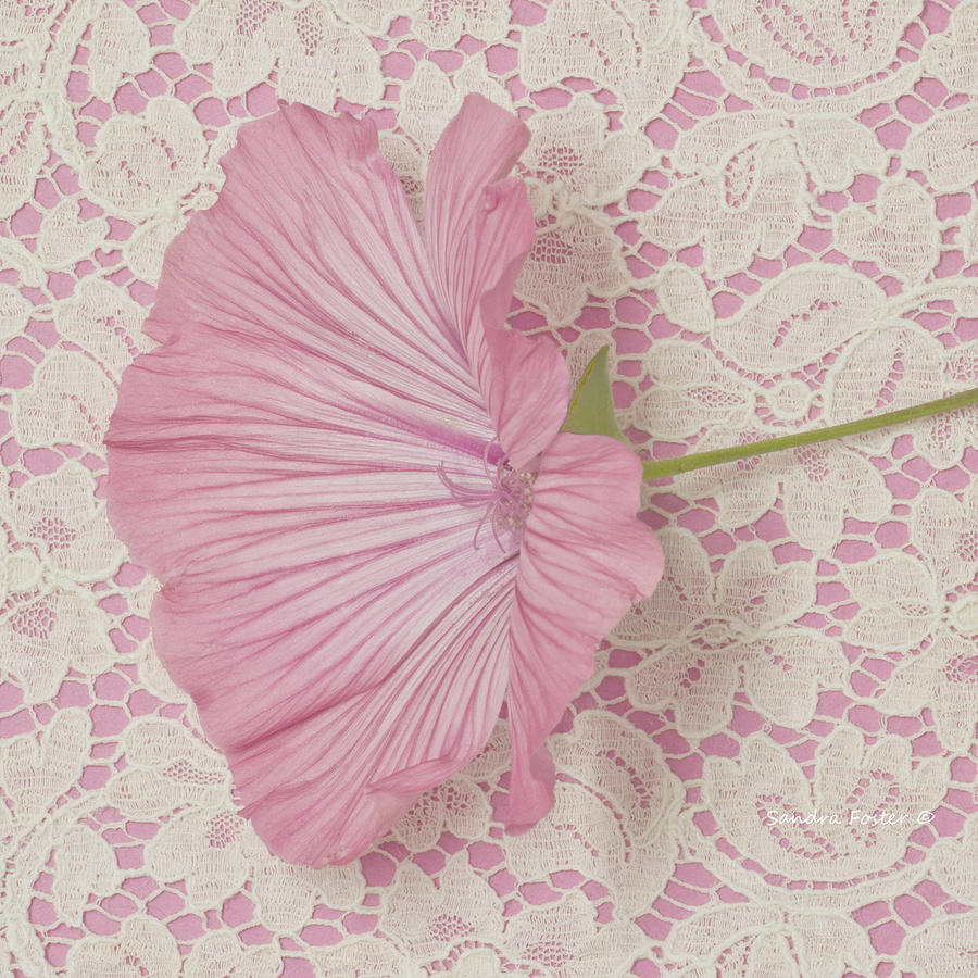 Pink Lavatera Blossom On Vintage Lace - Macro Photograph by Sandra Foster
