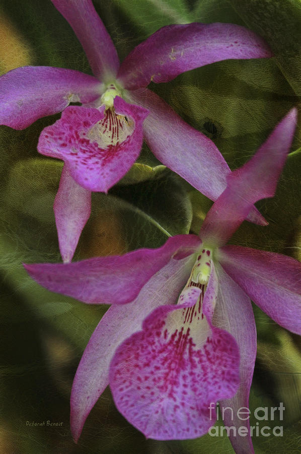Orchid Photograph - Pink Leopard by Deborah Benoit